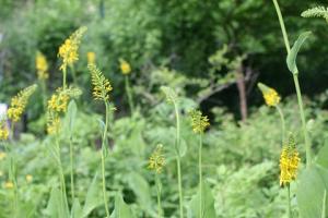 ヤマタバコの花の写真