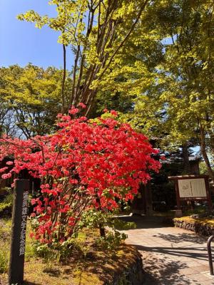 堀記念館入口にあるツツジの写真