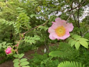 サンショウバラの花の写真