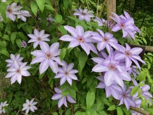 カザグルマの花の写真