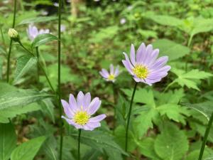 ミヤコワスレの花の写真