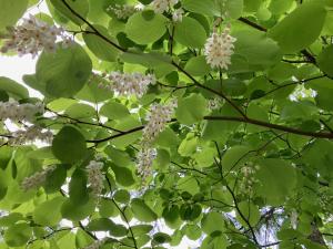 ハクウンボクの花の写真