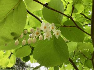 ハクウンボクの花の写真
