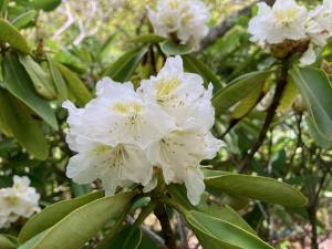 ケナシハクサンシャクナゲの花の写真