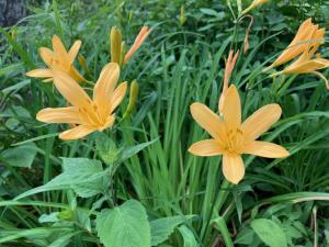 ニッコウキスゲの花の写真