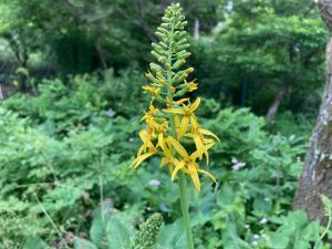 ヤマタバコの花の写真