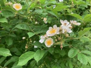 ノイバラの花の写真