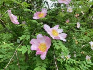 サンショウバラの花の写真