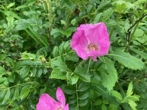 ハマナシの花の写真