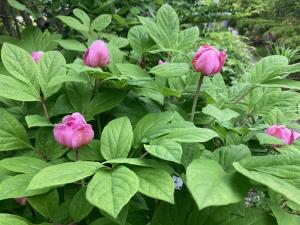ベニバナヤマシャクヤクの花の写真