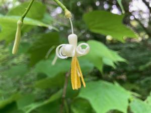 ウリノキの花の写真