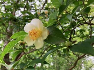 ヒコサンヒメシャラの花の写真