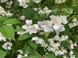 ニッコウバイカウツギの花の写真