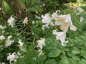 ヤマユリの花の写真