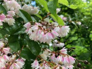 サラサウツギの花の写真