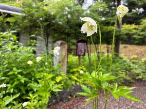 追分宿郷土館の前庭に咲くアネモネの花