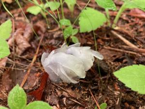 ギンリョウソウの花の写真