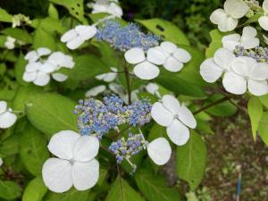 アマチャの花の写真