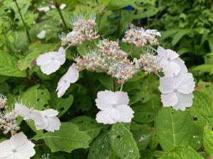 ヤマアジサイの園芸品種の花の写真