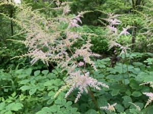 ウスベニトリアシショウマの花の写真