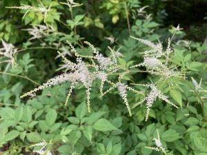 ヤマブキショウマの花の写真