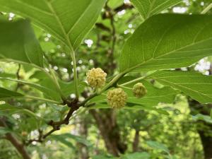 ハリグワの花の写真