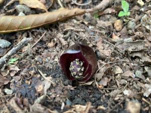 ヒメザゼンソウの花の写真