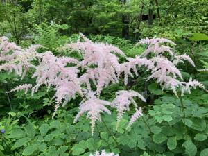 ウスベニトリアシショウマの花の写真