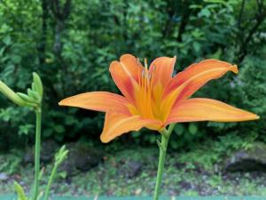 ノカンゾウの花の写真