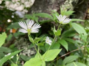 エゾオオヤマハコベの花の写真