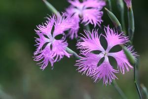カワラナデシコの花の写真