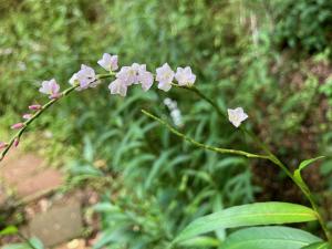 サクラタデの花の写真