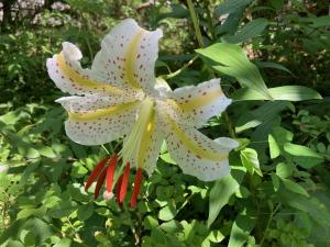 ヤマユリの花の写真