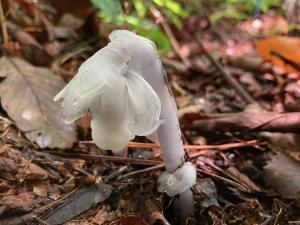 ギンリョウソウの花の写真