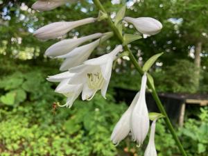 オオバギボウシの花の写真