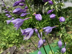 ムラサキギボウシの花の写真