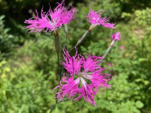 エゾカワラナデシコの花の写真