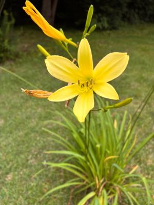 ゆうすげの花