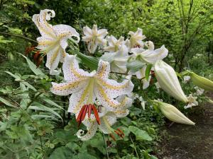 ヤマユリの花の写真