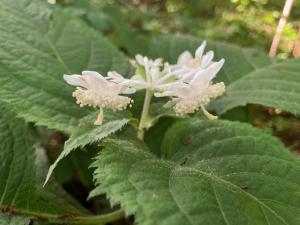 ギンバイソウの花の写真
