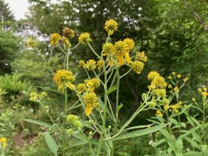 ハチミツソウの花の写真