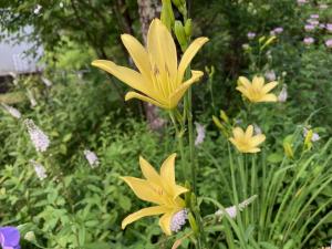 ユウスゲの花の写真