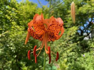コオニユリの花の写真