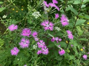 エゾカワラナデシコの花の写真