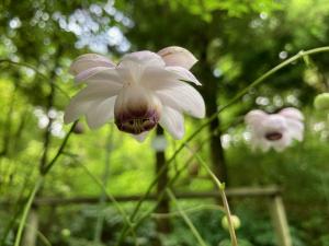 レンゲショウマの花の写真