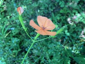 フシグロセンノウの花の写真