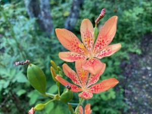 ヒオウギの花の写真