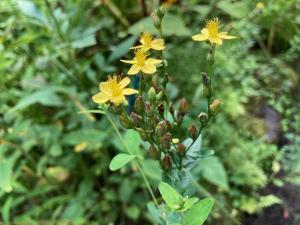 オトギリソウの花の写真