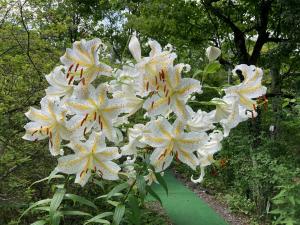 ヤマユリの花の写真