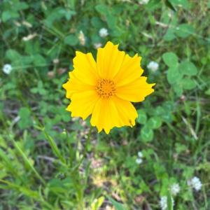 オオキンケイギクの黄色い花の写真